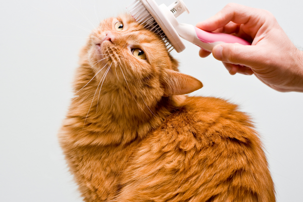 Pourquoi brosser son Chat est essentiel ? Les Bienfaits du brossage pour les Chats ?