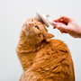Pourquoi brosser son Chat est essentiel ? Les Bienfaits du brossage pour les Chats ?