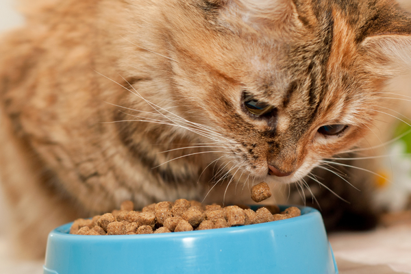 Croquettes ou pâté pour les chats : quel choix pour votre compagnon ?