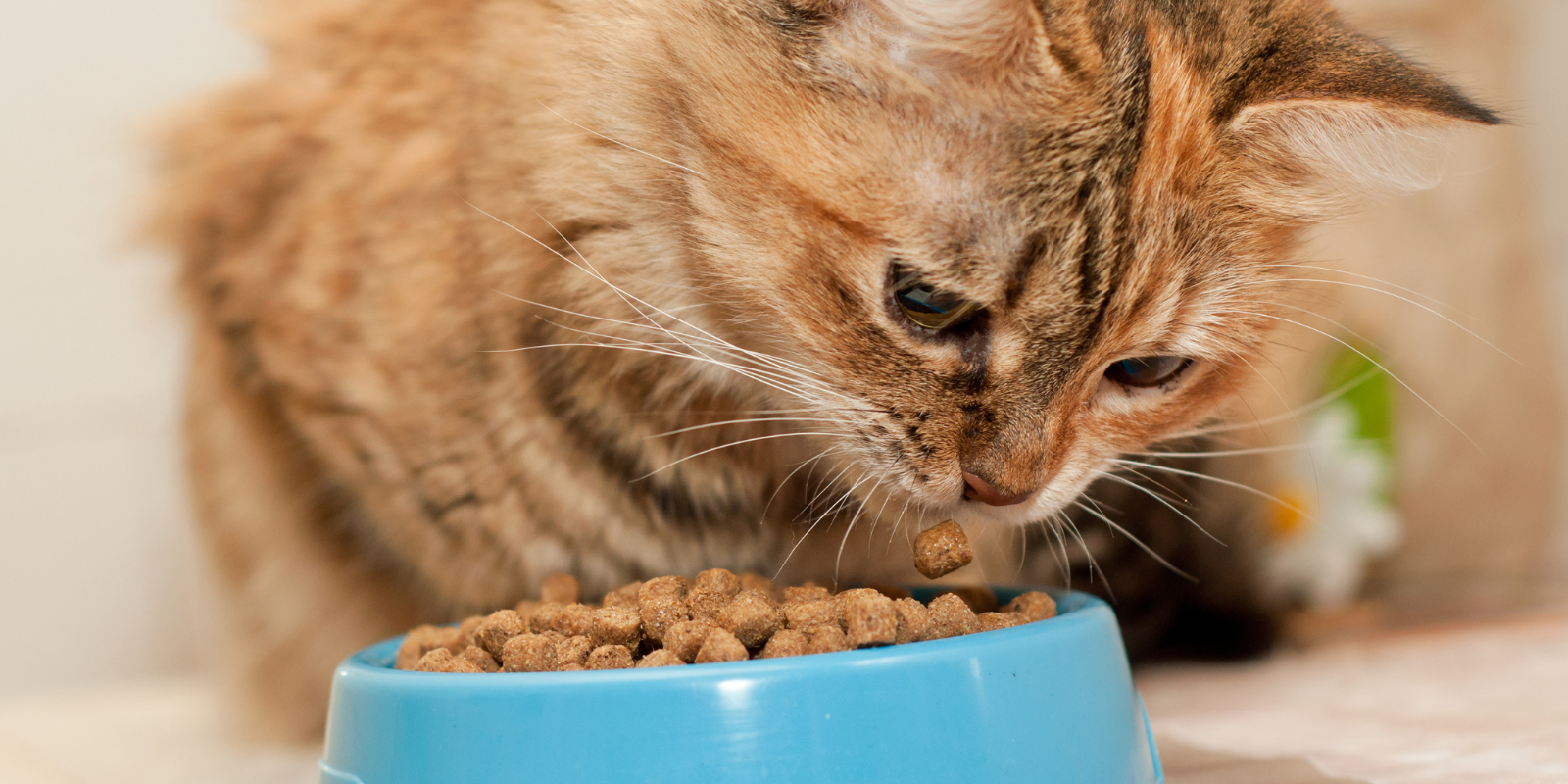 Croquettes ou pâté pour les chats : quel choix pour votre compagnon ?