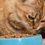 Croquettes ou pâté pour les chats : quel choix pour votre compagnon ?