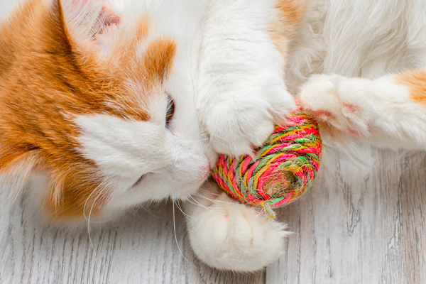 Jeux et jouets pour chats : pourquoi la stimulation est-elle si importante ?