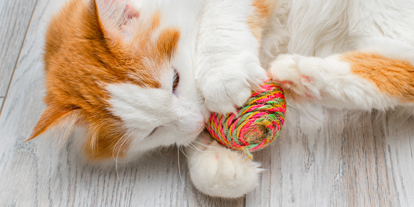 Jeux et jouets pour chats : pourquoi la stimulation est-elle si importante ?