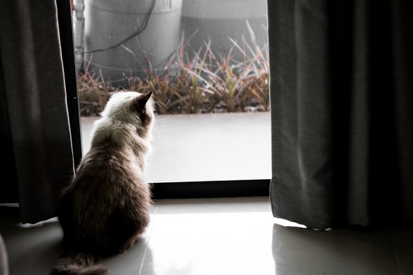 Comment gérer l'absence pour les Chats qui restent seuls à la maison