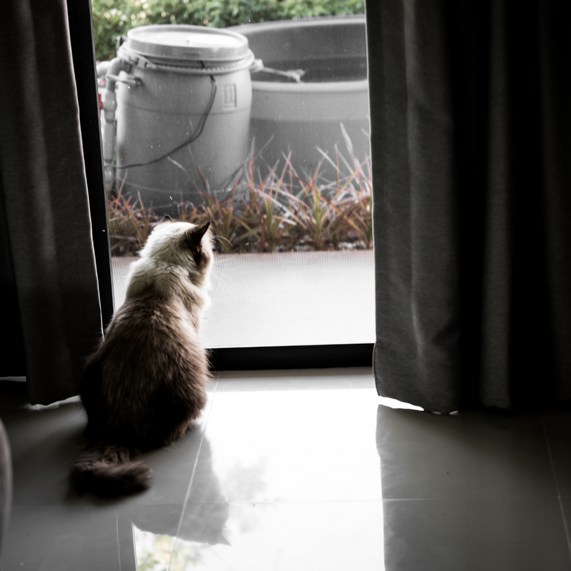Comment gérer l'absence pour les Chats qui restent seuls à la maison
