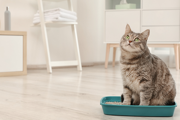 L'importance d'une litière propre pour le bien-être des chats