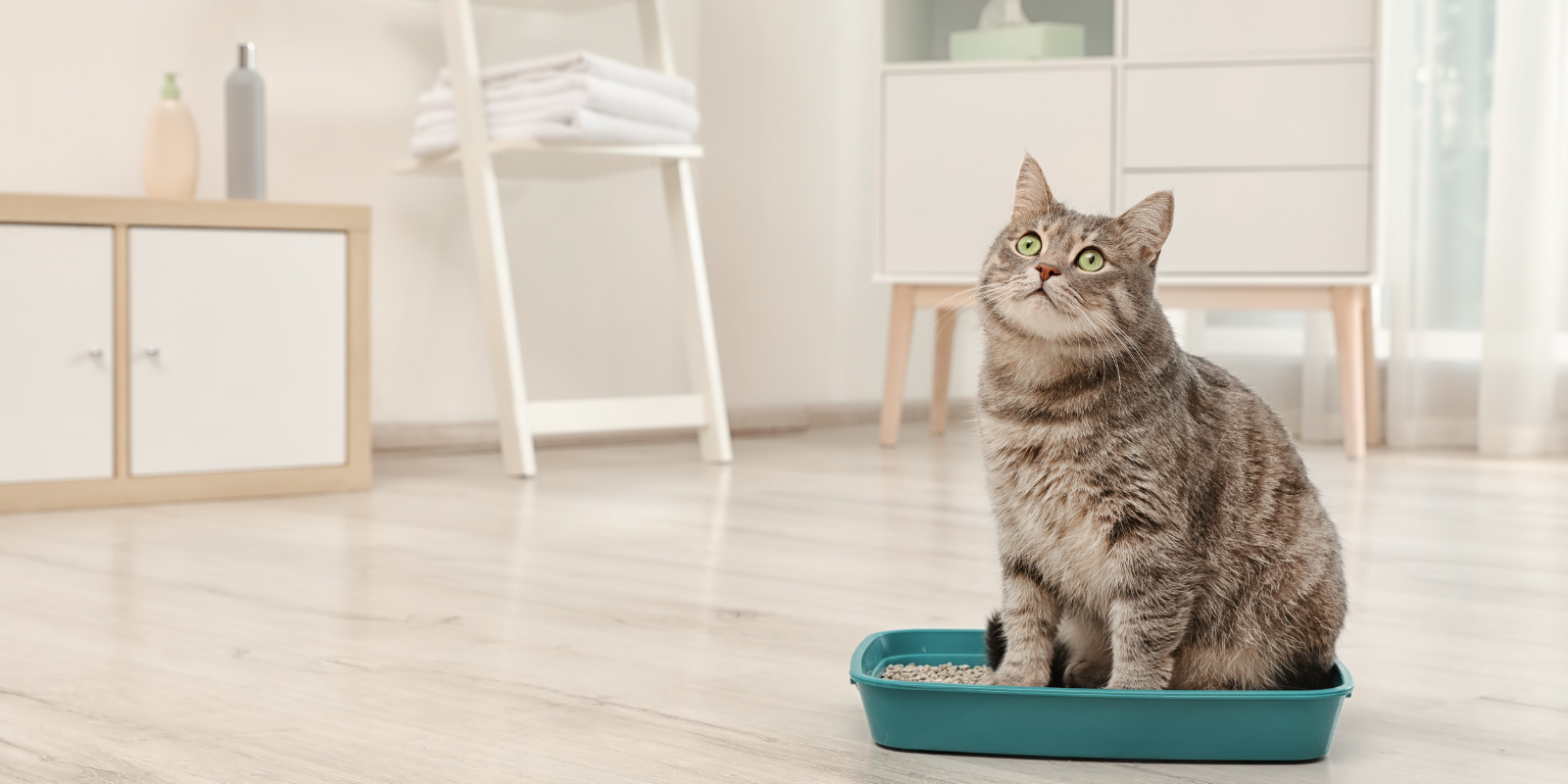 L'importance d'une litière propre pour le bien-être des chats