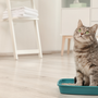 L'importance d'une litière propre pour le bien-être des chats